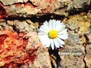 Цвет из окамењене душе-